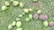 A variety of mangoes are spread out on a grass-covered ground. The mangoes differ in size and ripeness, with colors ranging from green to a purplish hue. The grass appears lush and green, providing a natural backdrop.