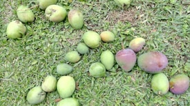 A variety of mangoes are spread out on a grass-covered ground. The mangoes differ in size and ripeness, with colors ranging from green to a purplish hue. The grass appears lush and green, providing a natural backdrop.