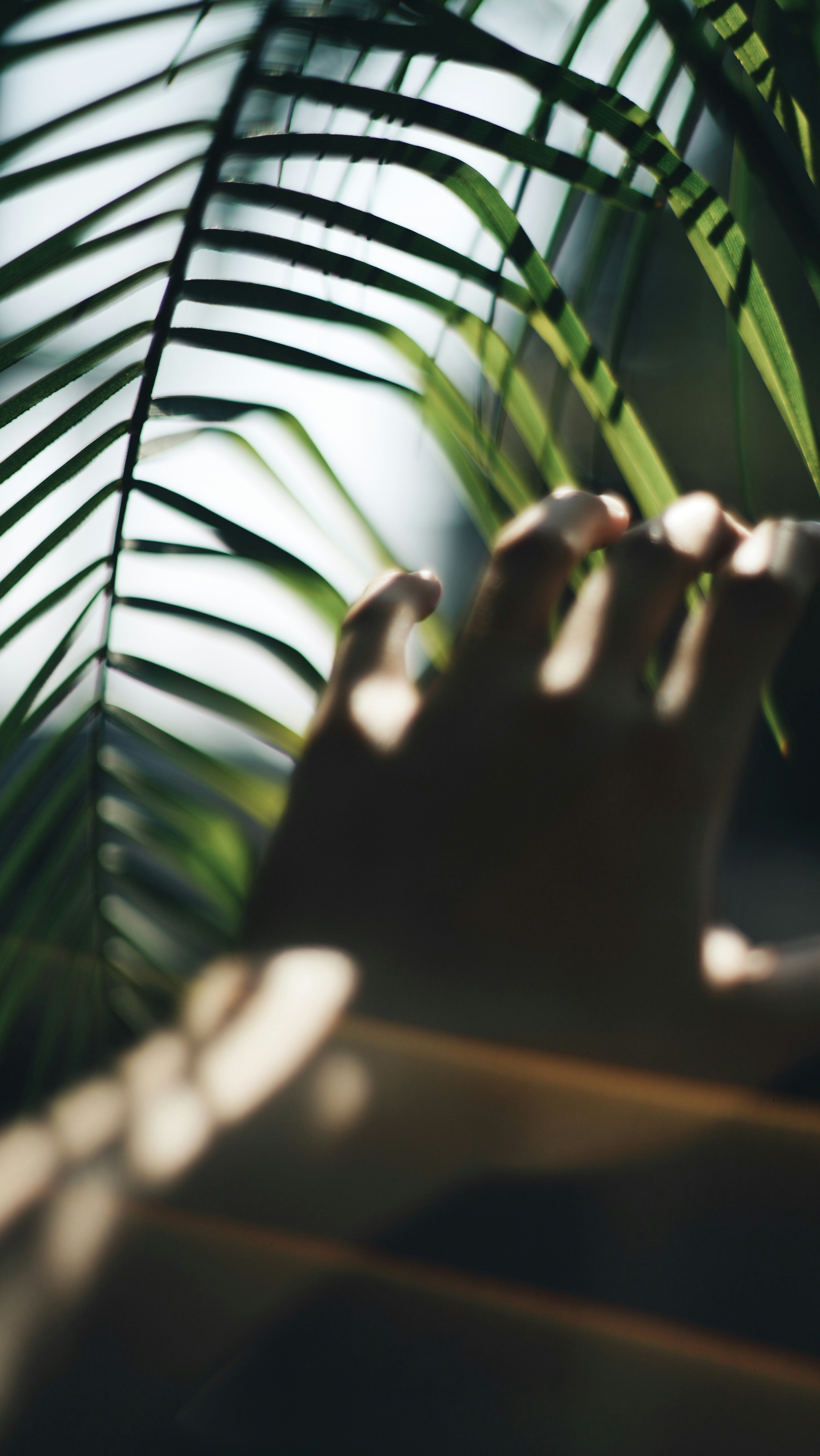 Person showing left hand photo – Free Fern Image on Unsplash
