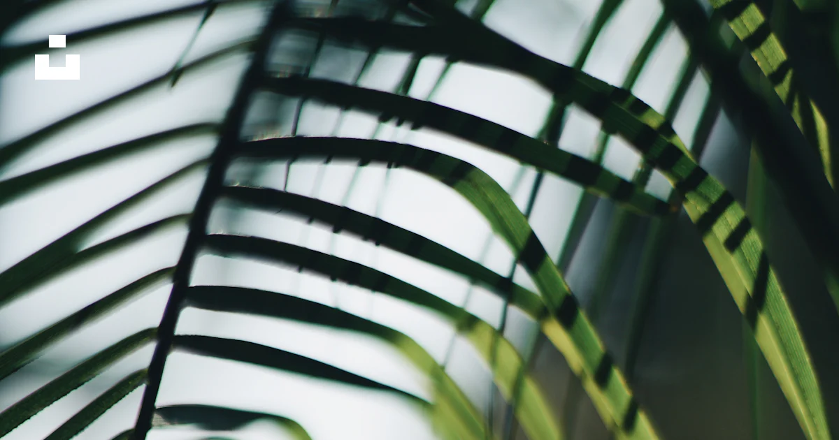 Person showing left hand photo – Free Fern Image on Unsplash