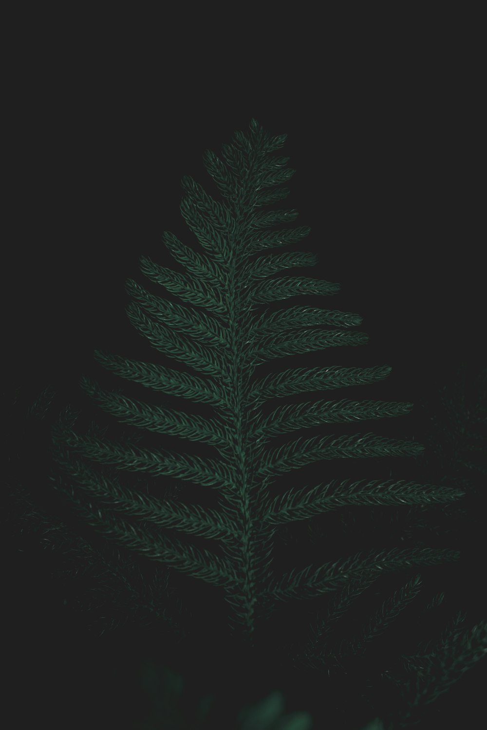 low light photography of green leafed tree