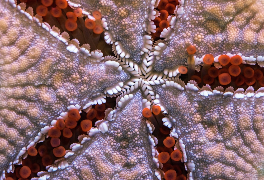 Foto de primer plano de estrella de mar