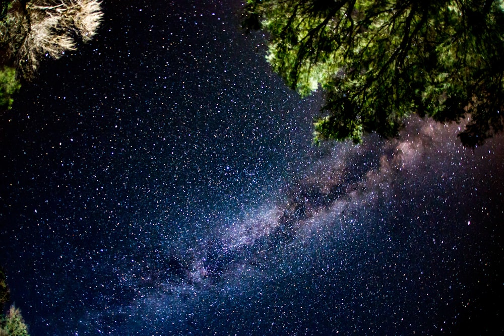 green leaf tree under milky way