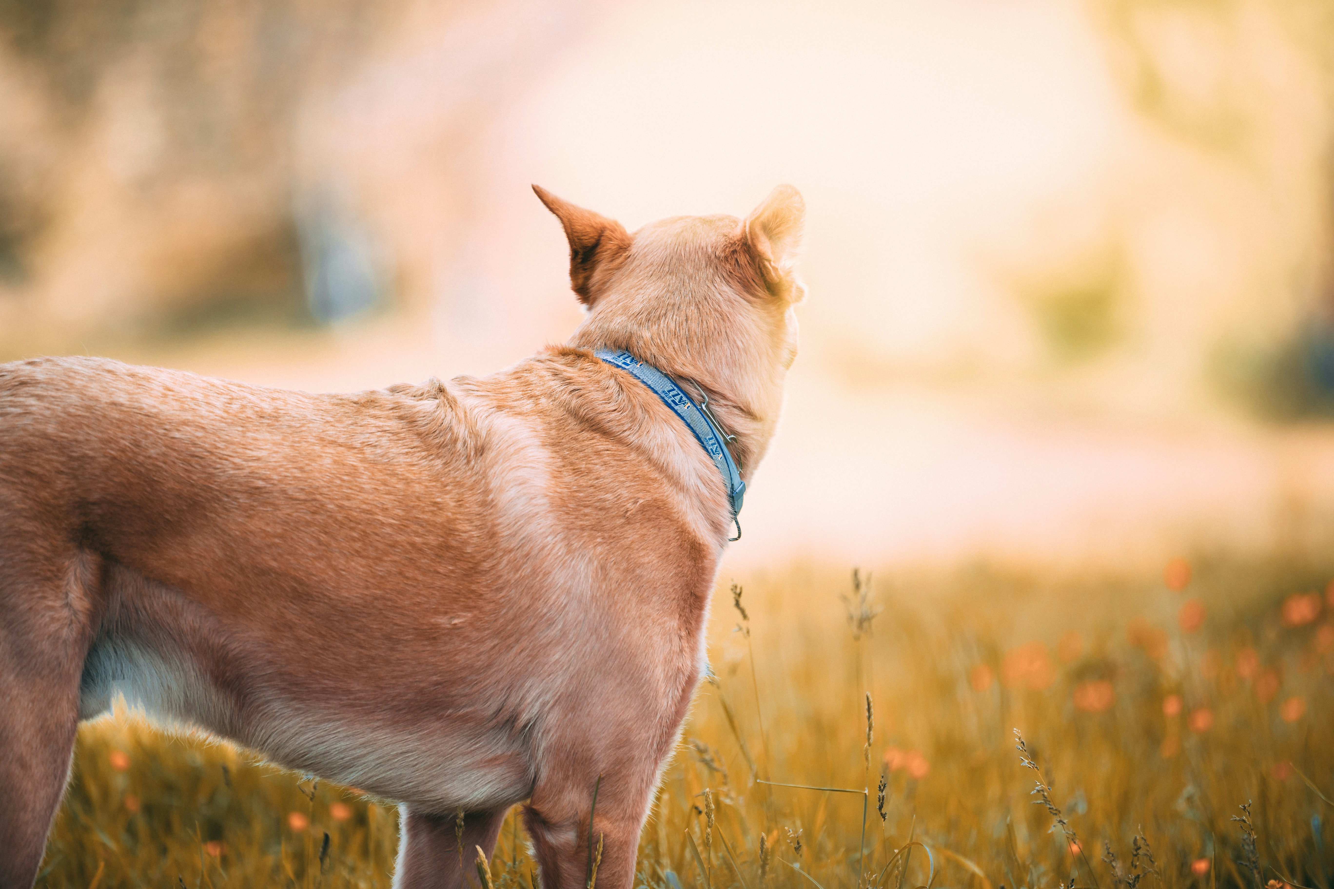 selective focus photography of short-coated tan dog