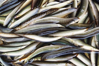A large number of eel-like fish are piled together, showcasing their slim, elongated bodies and smooth, shiny skin. They have a dark upper side and a lighter underside, with distinctive markings and patterns on their bodies.