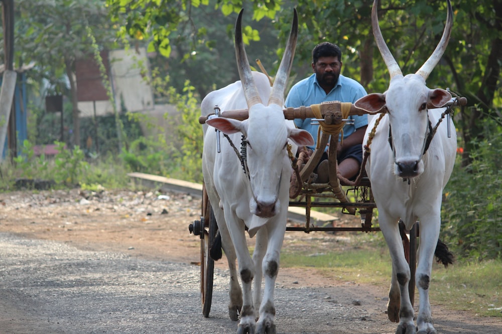 man riding on carriage