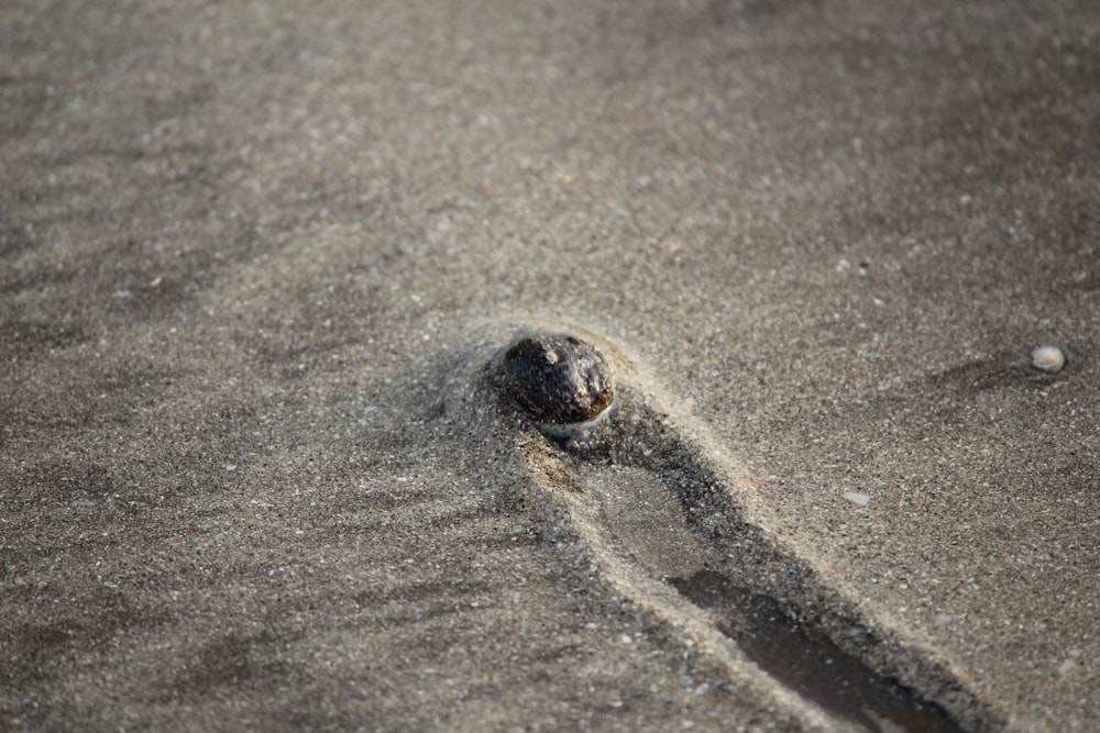 a small turtle crawling in the sand at the beach
