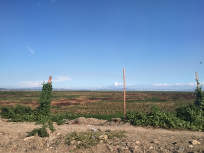 Early morning view of a buildable parcel with survey stakes and sparse vegetation.