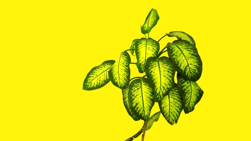 dumb cane plant on yellow background