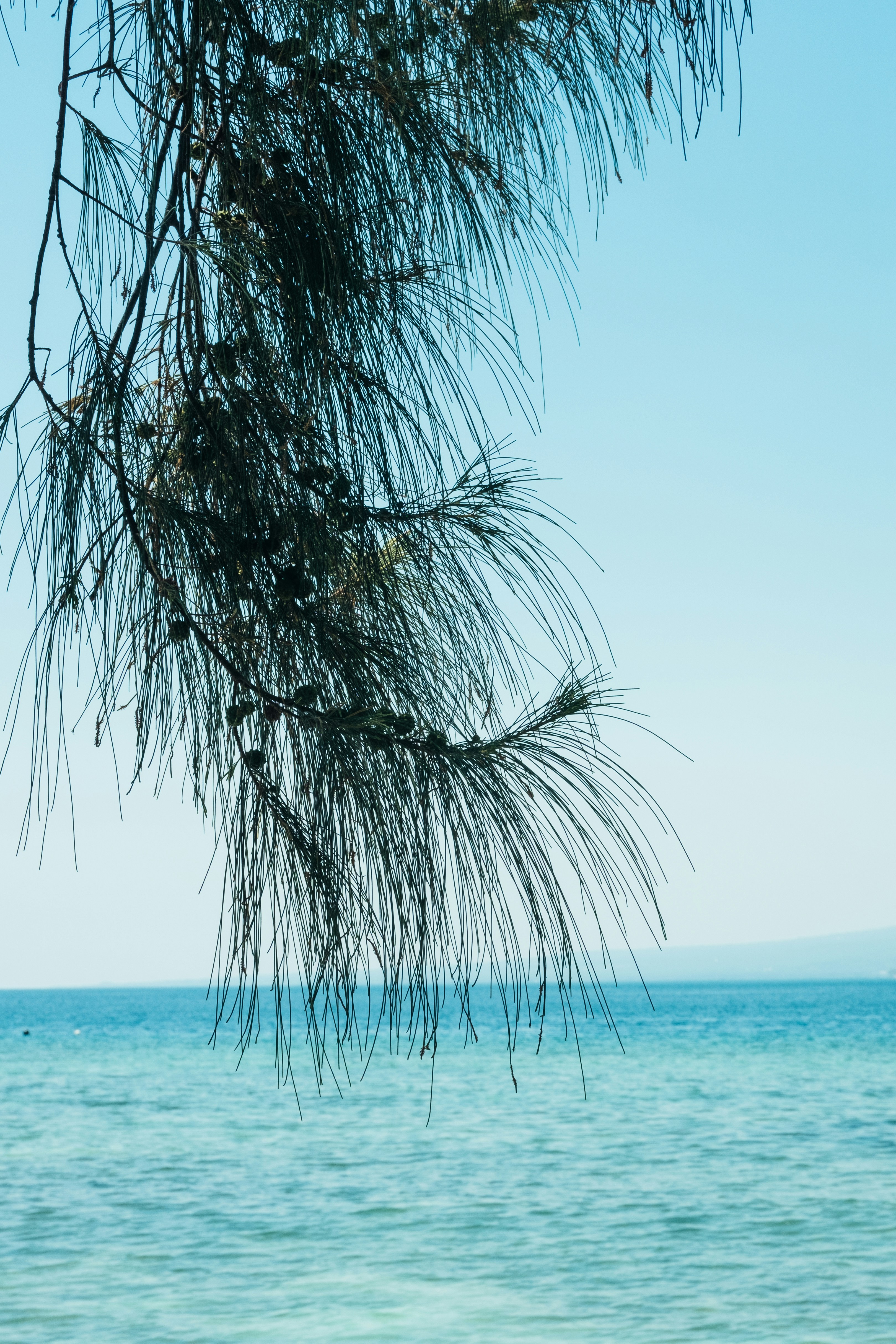 Demographic Windows: When Age Structure Creates Opportunity or Crisis