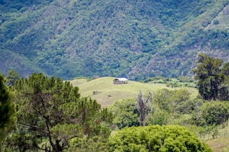 A solitary small farmhouse sits isolated on a lush green hill surrounded by dense woodland and towering mountains. The scene is tranquil, with the farmhouse appearing as a tiny speck amidst the expansive landscape filled with various types of trees and greenery.