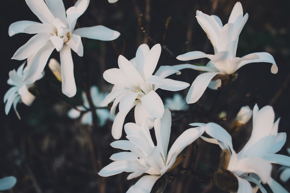 fleurs à pétales blancs en fleurs