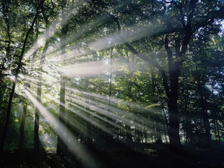 Soft rays of light filtering through a canopy of ancient trees.