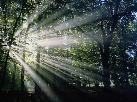 Soft rays of light filtering through a canopy of ancient trees.