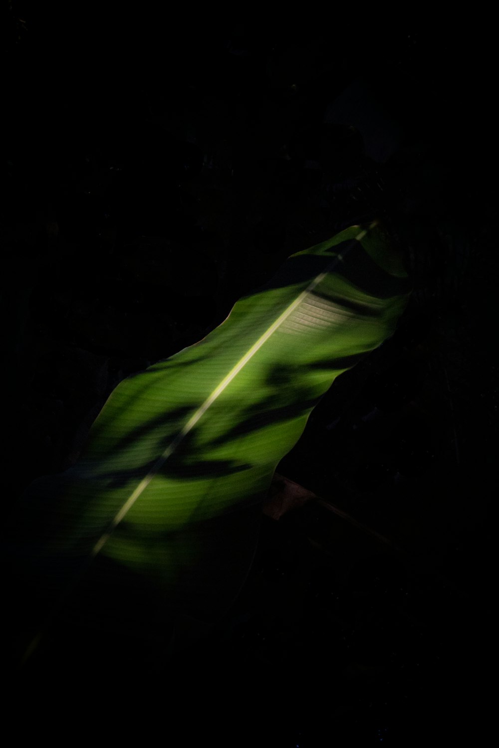a green leaf in the dark on a black background
