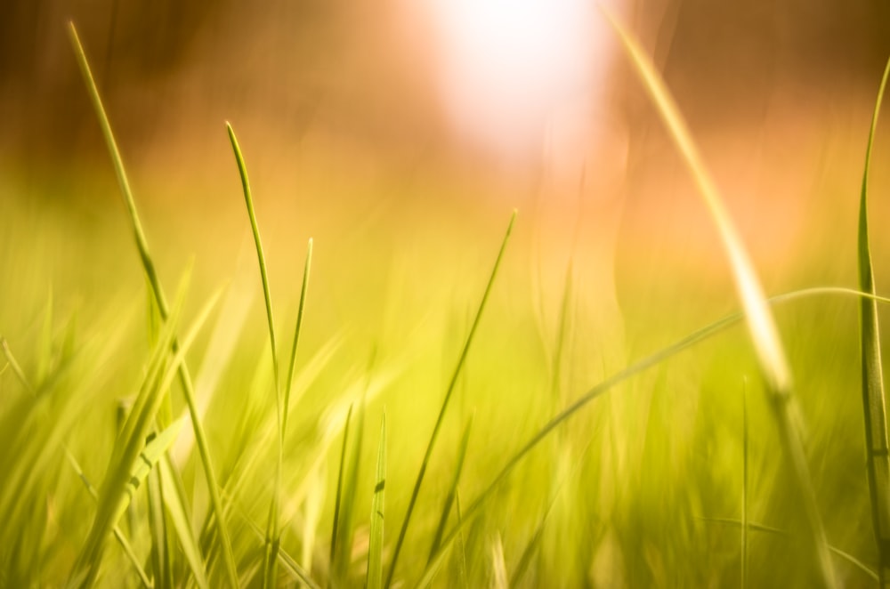 closeup photography of green grass field