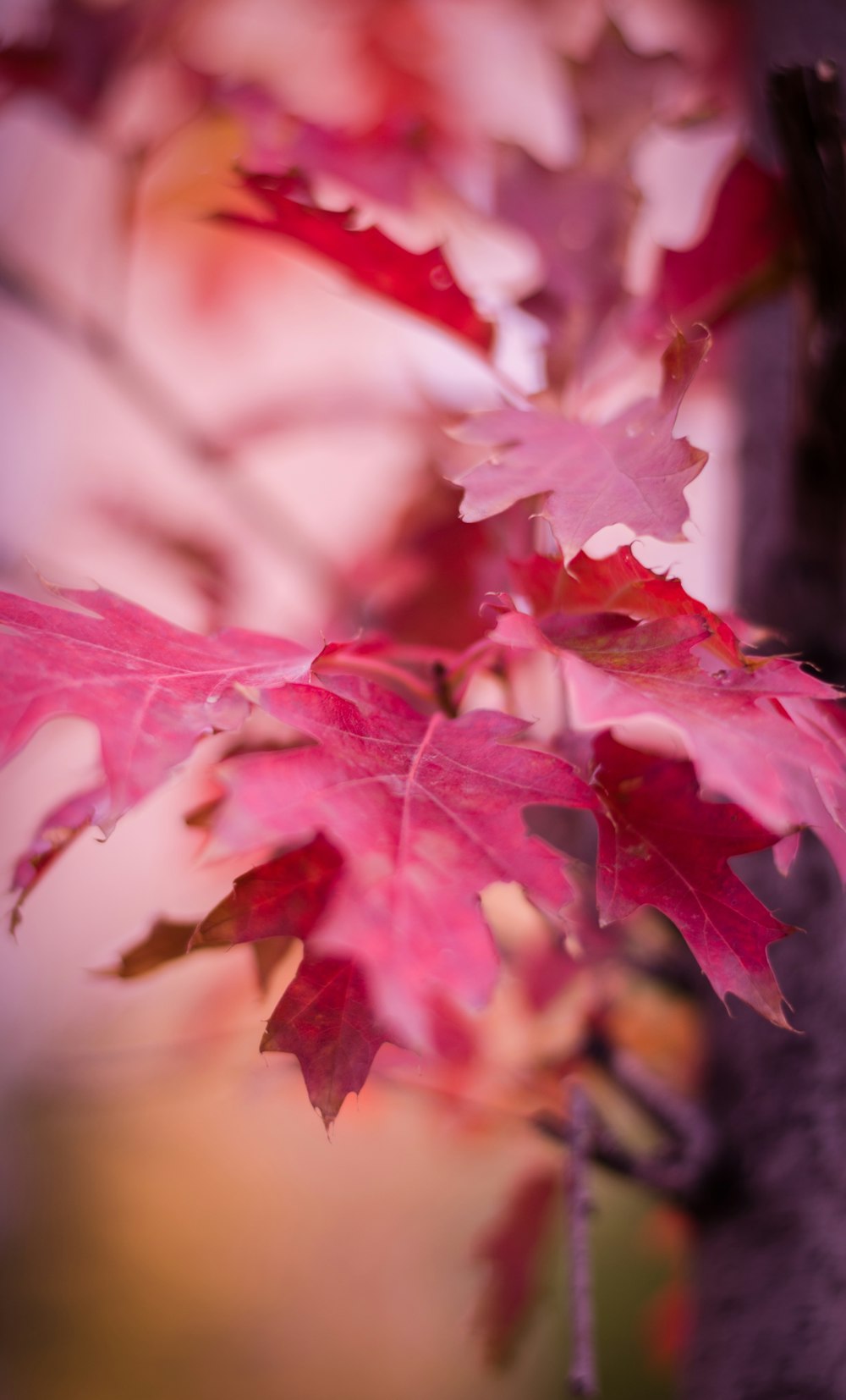 shallow focus photography of purple leaf