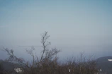 A minimalist landscape showing a lone tree on a foggy hill under a soft pastel sky.