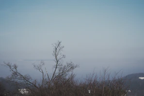 A minimalist landscape showing a lone tree on a foggy hill under a soft pastel sky.