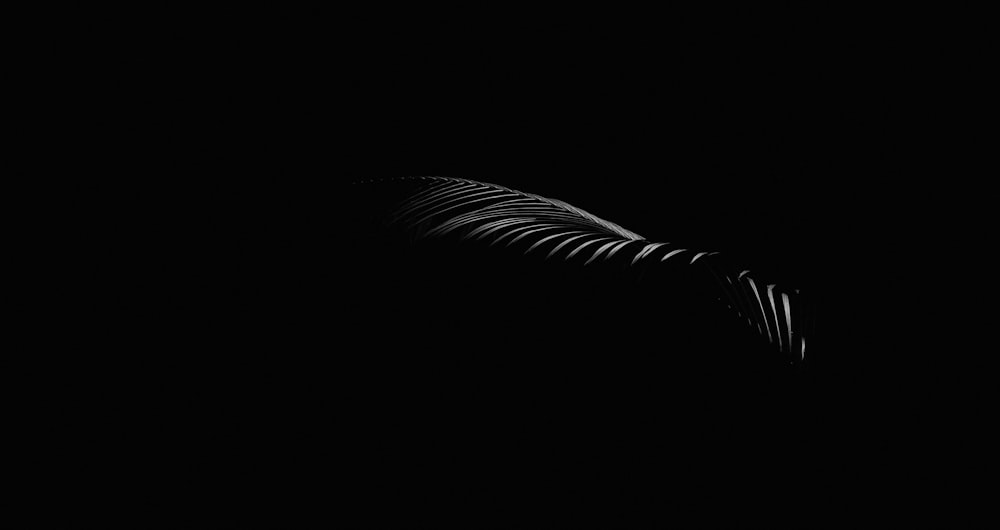 a black and white photo of a bird in the dark