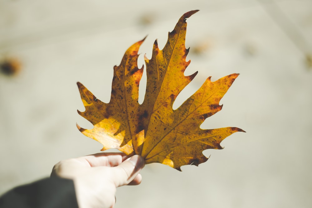 person holding yellow maple leaf