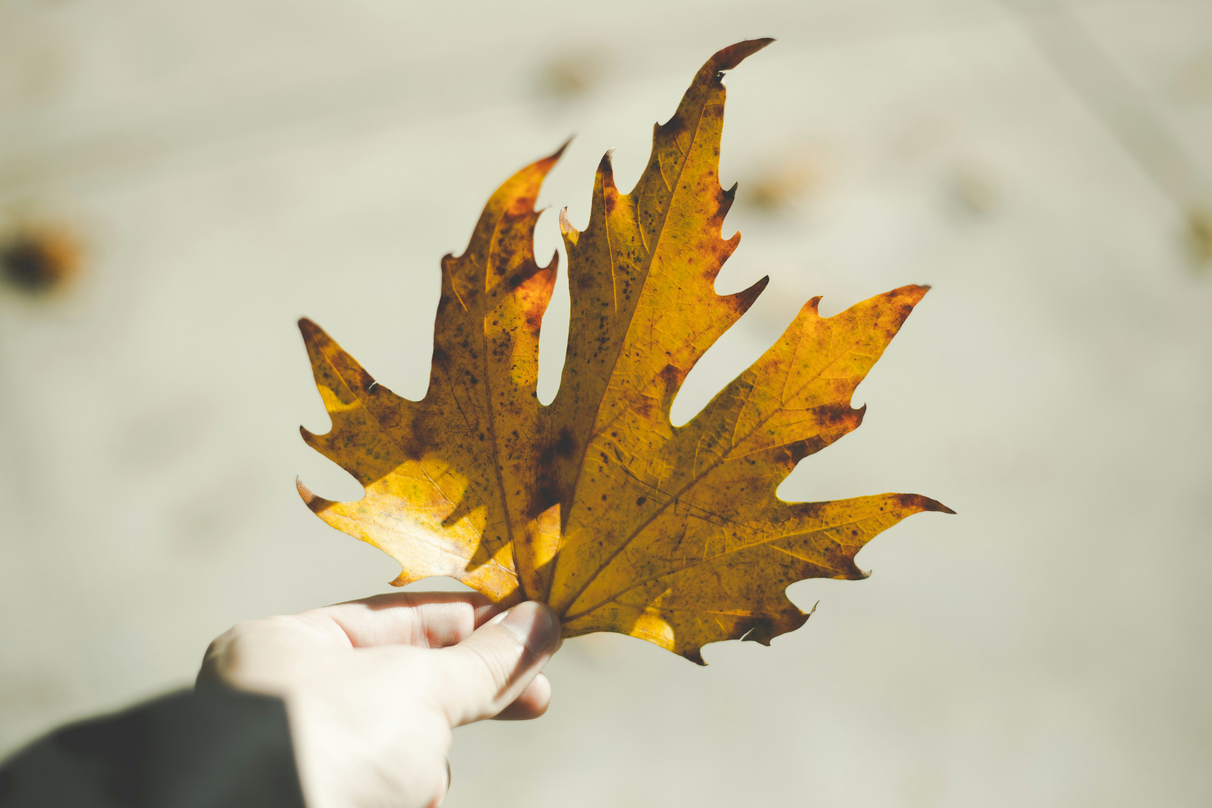 person holding yellow maple leaf