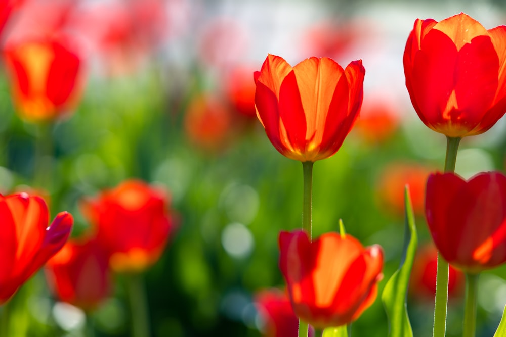 shallow focus photography of orange flowers