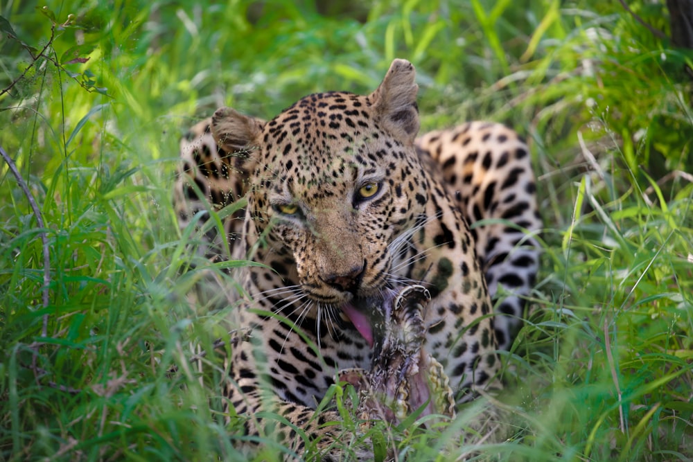 Photographie de mise au point peu profonde de léopard sur la forêt