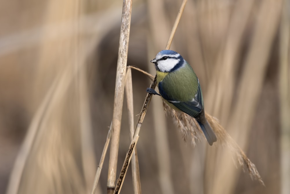 shallow focus photography of bird