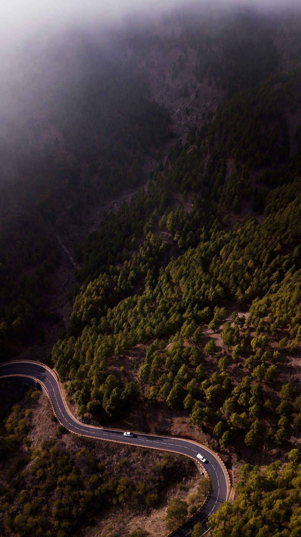 two vehicles speeding on road with trees