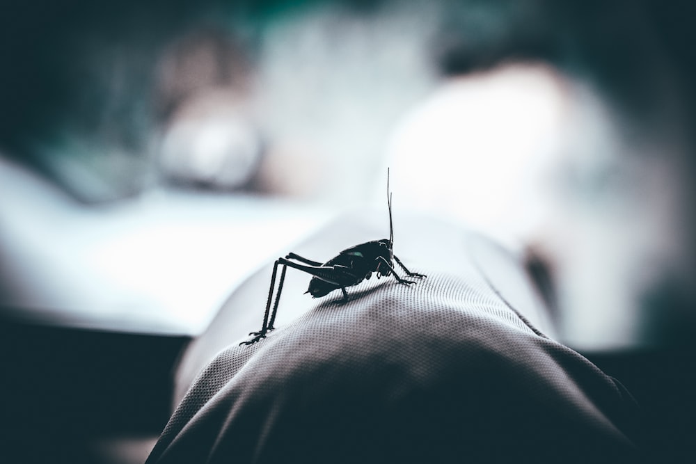 shallow focus photography of black grasshopper