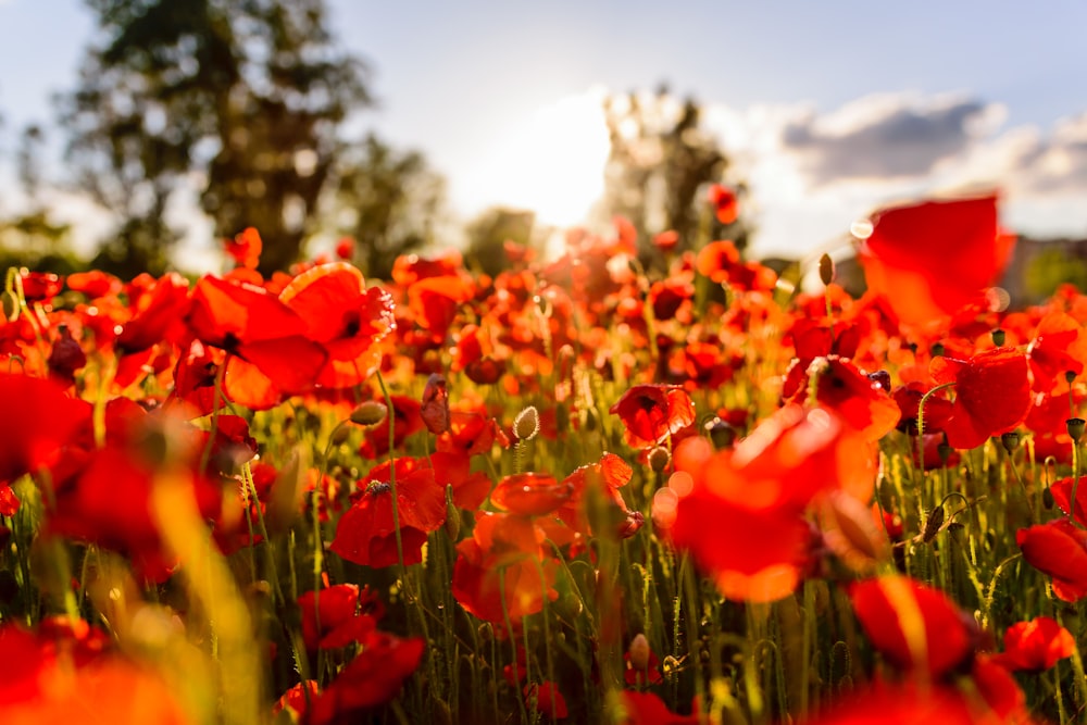 red flowers near trees