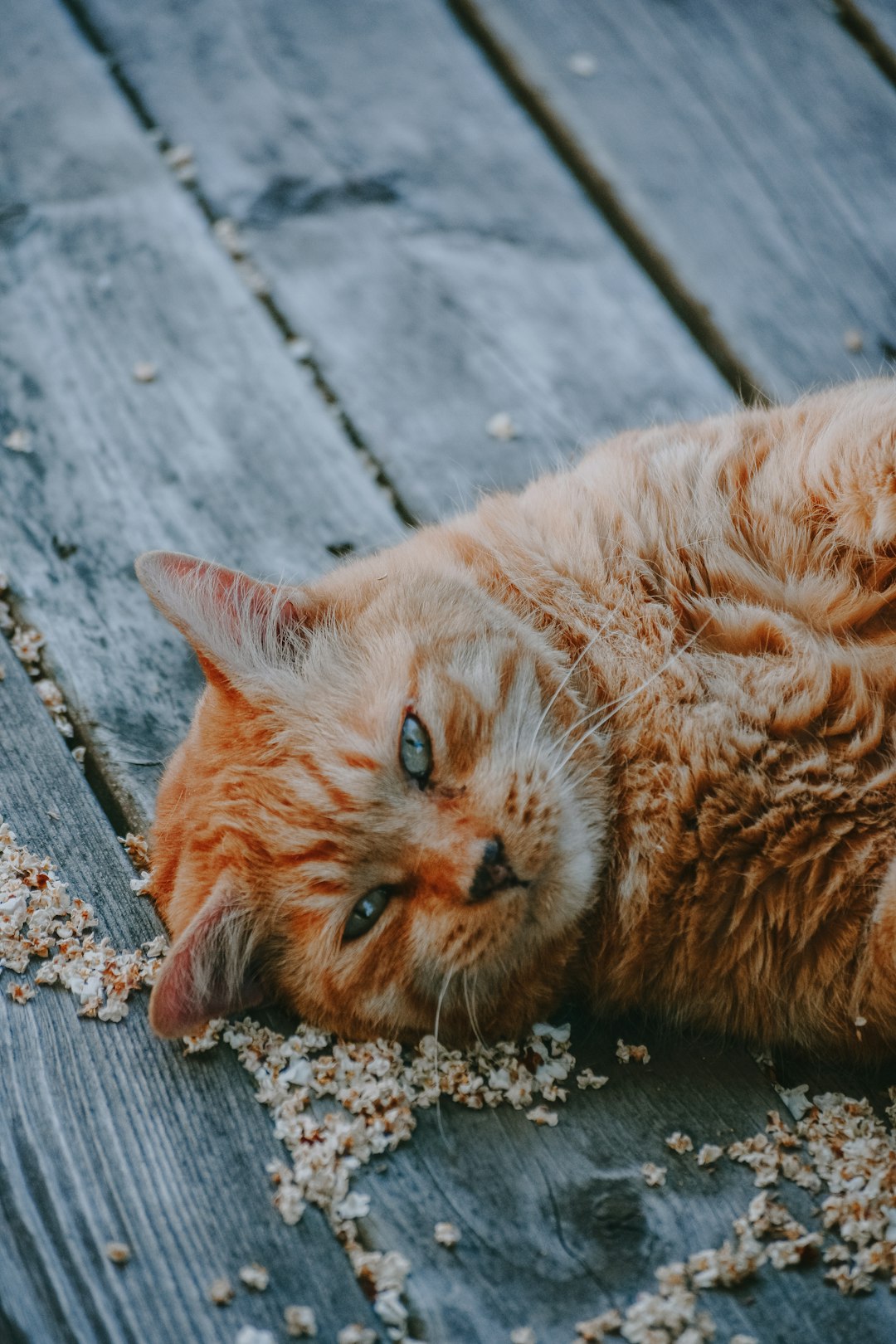 long-haired orange cat on gray wooden panel