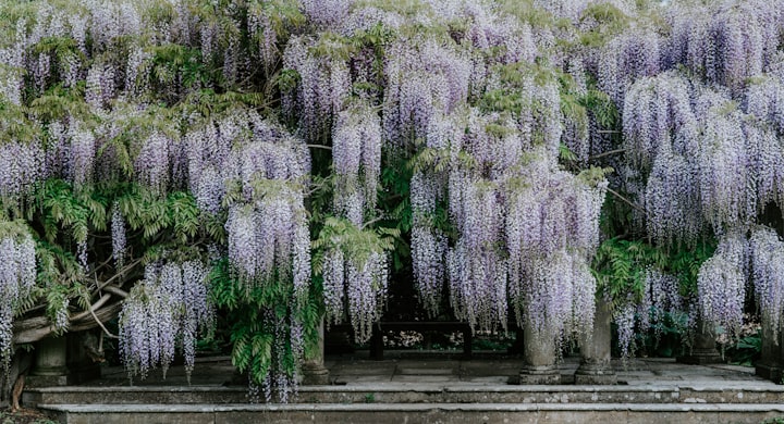 Wisteria - A Collection of Haikus