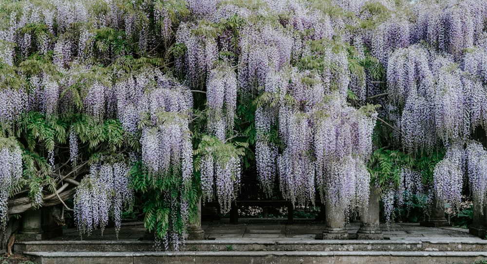 緑の葉の植物のロット