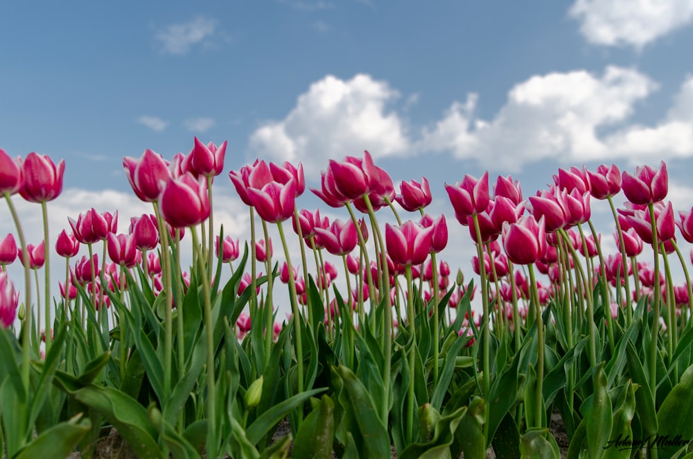 pink tulip flowers at daytime