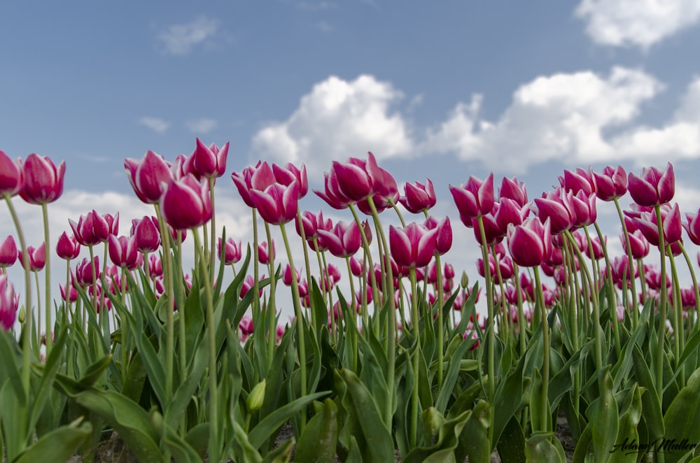 flores cor-de-rosa da tulipa durante o dia
