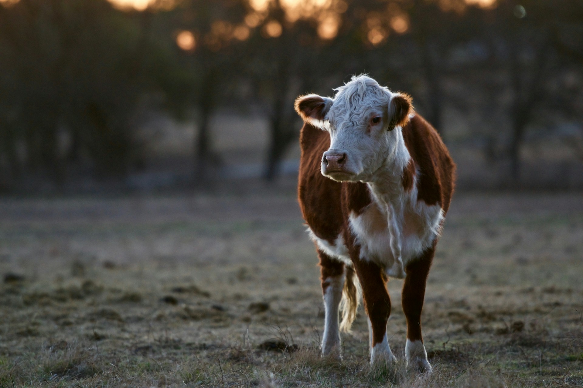 shallow focus photography of brown and white goat