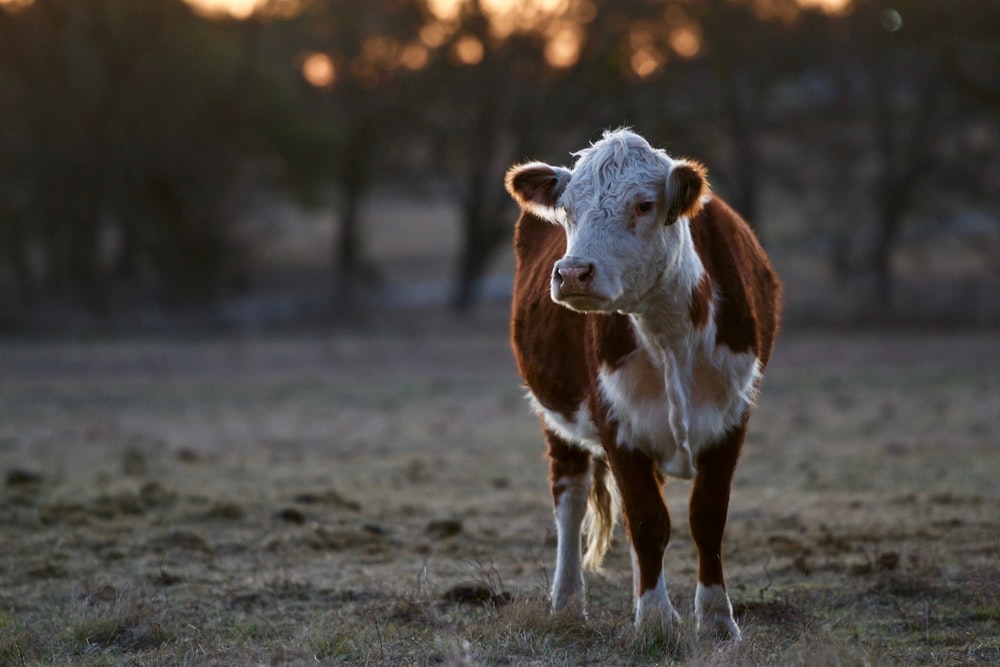 shallow focus photography of brown and white goat