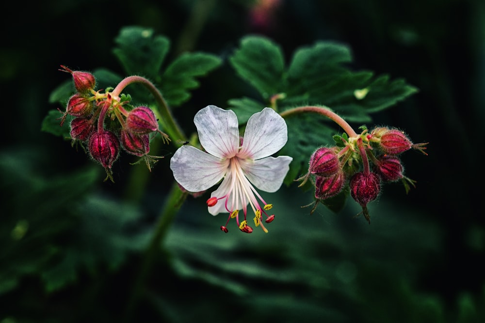 white and pink flowers