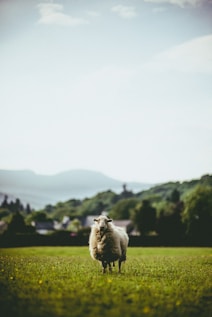 selective focus photography of white sheep on grass field