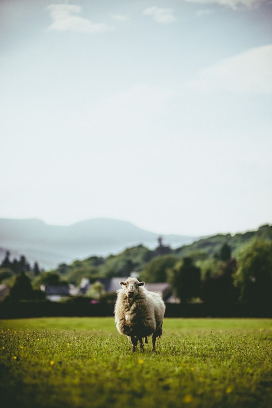 selective focus photography of white sheep on grass field in Wales United Kingdom