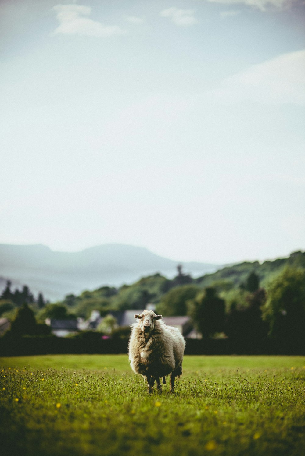 Selektive Fokusfotografie von weißen Schafen auf einer Wiese