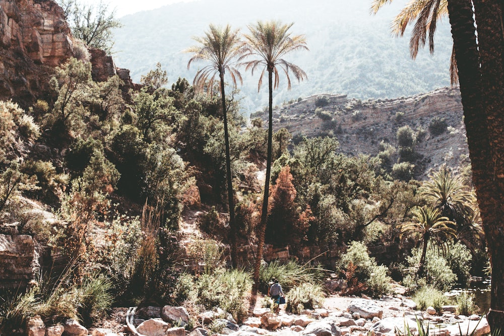 forest near river and mountains during daytime