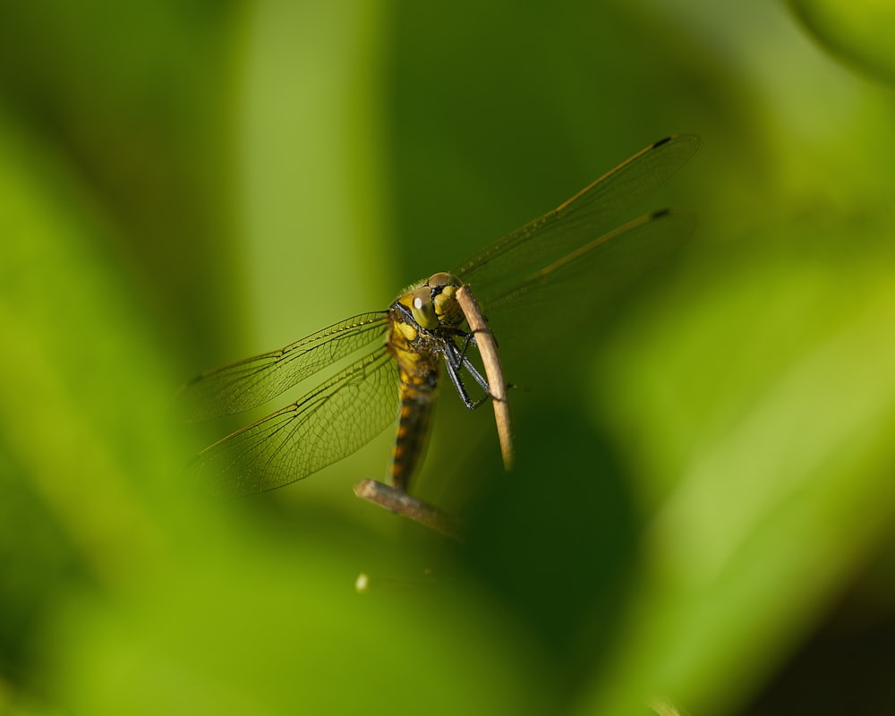 shallow focus photography of brown dragonfly