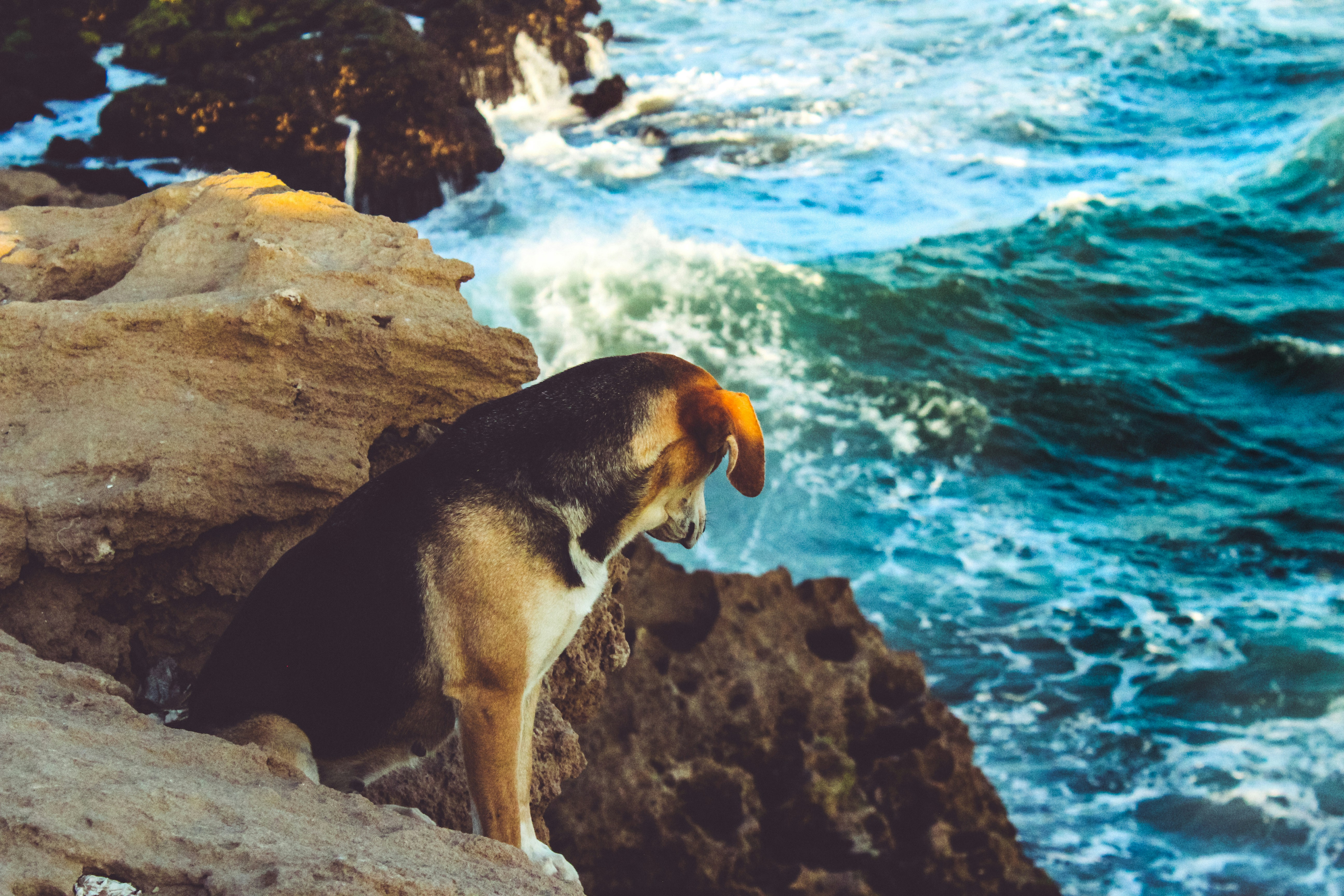 Черные собаки море