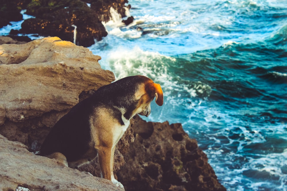 chien brun et noir assis sur le rocher
