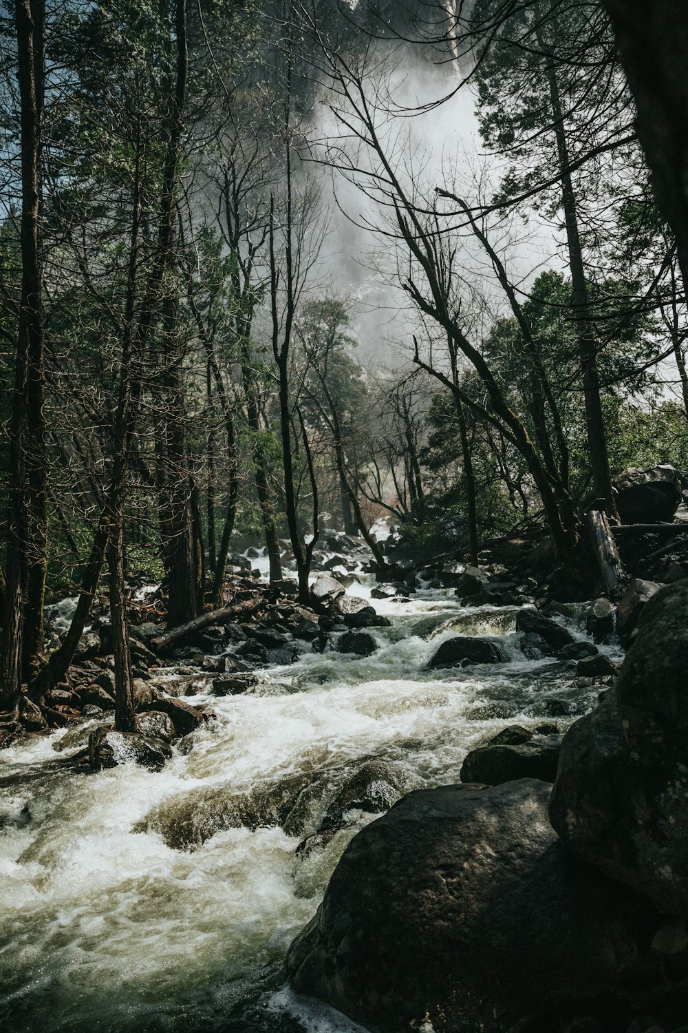 water waves on stones in middle of trees