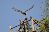 Volunteers releasing a rehabilitated Andean condor back into the wild.