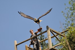 Volunteers releasing a rehabilitated Andean condor back into the wild.